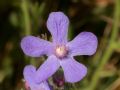Anchusa azurea